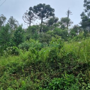 Terreno com 516m², no bairro Bela Vista em Caxias do Sul para Comprar