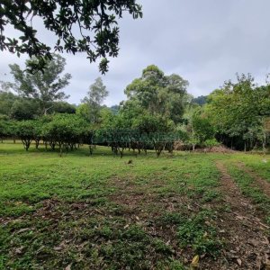 Chácara com 80m², 2 dormitórios, no bairro 3 Legua em Caxias do Sul para Comprar