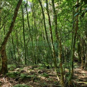 Chácara com 600m², 5 dormitórios, 2 vagas, no bairro Galópolis em Caxias do Sul para Comprar