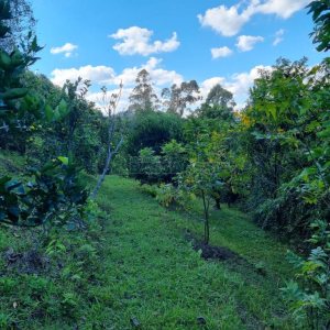 Chácara com 600m², 5 dormitórios, 2 vagas, no bairro Galópolis em Caxias do Sul para Comprar