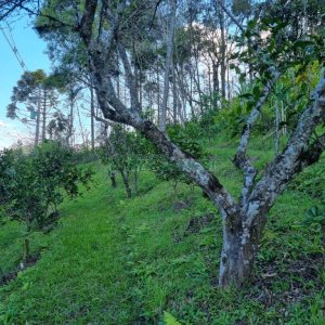 Chácara com 600m², 5 dormitórios, 2 vagas, no bairro Galópolis em Caxias do Sul para Comprar