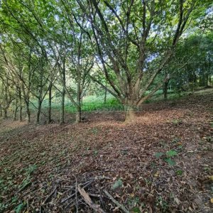 Chácara com 600m², 5 dormitórios, 2 vagas, no bairro Galópolis em Caxias do Sul para Comprar