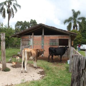 Chácara com 21896m², 2 dormitórios, no bairro Pedancino em Caxias do Sul para Comprar