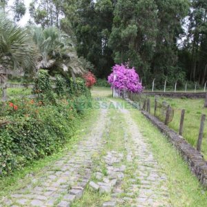 Chácara com 21896m², 2 dormitórios, no bairro Pedancino em Caxias do Sul para Comprar