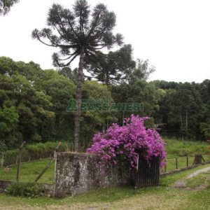 Chácara com 21896m², 2 dormitórios, no bairro Pedancino em Caxias do Sul para Comprar