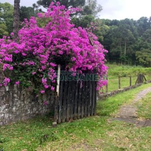 Chácara com 21896m², 2 dormitórios, no bairro Pedancino em Caxias do Sul para Comprar
