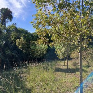 Chácara com 20000m², no bairro Linha 40 em Caxias do Sul para Comprar