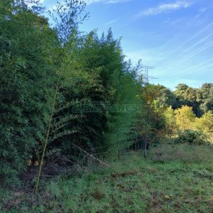 Chácara com 20000m², no bairro Linha 40 em Caxias do Sul para Comprar