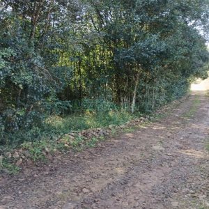 Chácara com 20000m², no bairro Linha 40 em Caxias do Sul para Comprar