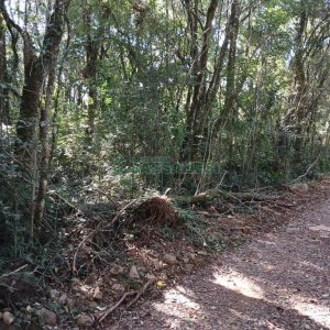 Chácara com 20000m², no bairro Linha 40 em Caxias do Sul para Comprar