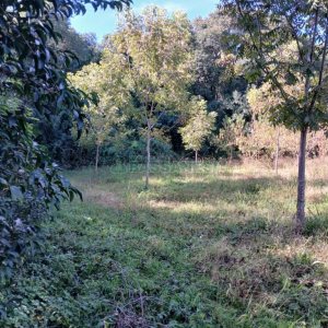 Chácara com 20000m², no bairro Linha 40 em Caxias do Sul para Comprar