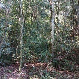 Chácara com 20000m², no bairro Linha 40 em Caxias do Sul para Comprar