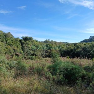 Chácara com 20000m², no bairro Linha 40 em Caxias do Sul para Comprar