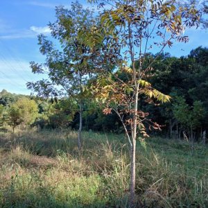 Chácara com 20000m², no bairro Linha 40 em Caxias do Sul para Comprar