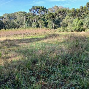 Chácara com 20000m², no bairro Linha 40 em Caxias do Sul para Comprar