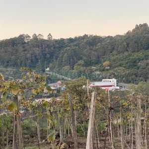 Terreno com 113285m², no bairro Vila Lobos em Caxias do Sul para Comprar