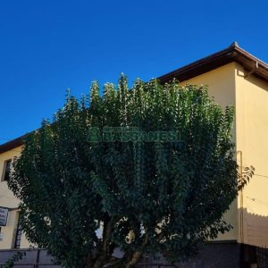 Predio com 500m², no bairro Centro em Caxias do Sul para Comprar