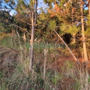 Terreno com 360m², no bairro Parada Cristal em Caxias do Sul para Comprar