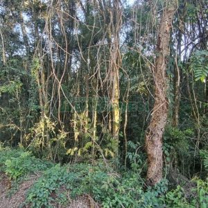 Terreno com 25260m², no bairro Fazenda Souza em Caxias do Sul para Comprar
