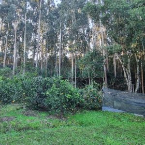 Terreno com 25260m², no bairro Fazenda Souza em Caxias do Sul para Comprar