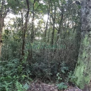 Chácara com 300m², 4 dormitórios, no bairro Fazenda Souza em Caxias do Sul para Comprar