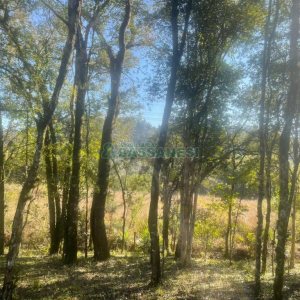 Chácara, no bairro Pedancino em Caxias do Sul para Comprar