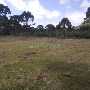 Chácara, no bairro Criúva em Caxias do Sul para Comprar