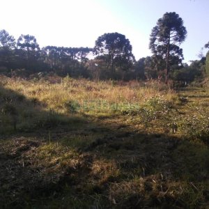 Chácara, no bairro Criúva em Caxias do Sul para Comprar