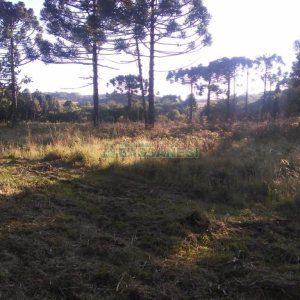 Chácara, no bairro Criúva em Caxias do Sul para Comprar