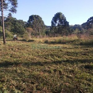 Chácara, no bairro Criúva em Caxias do Sul para Comprar