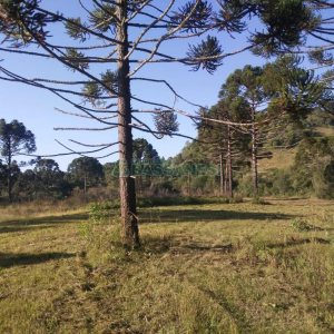 Chácara, no bairro Criúva em Caxias do Sul para Comprar