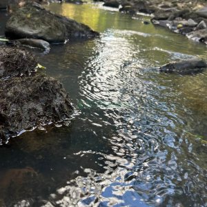 Chácara, no bairro Criúva em Caxias do Sul para Comprar