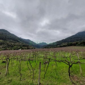 Chácara com 240000m², 4 dormitórios, no bairro Vila Cristina em Caxias do Sul para Comprar