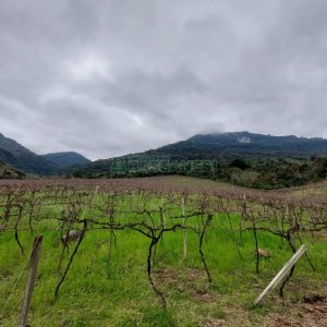 Chácara com 240000m², 4 dormitórios, no bairro Vila Cristina em Caxias do Sul para Comprar