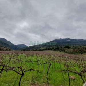 Chácara com 240000m², 4 dormitórios, no bairro Vila Cristina em Caxias do Sul para Comprar