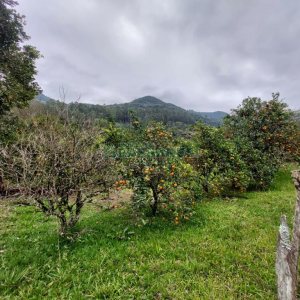 Chácara com 240000m², 4 dormitórios, no bairro Vila Cristina em Caxias do Sul para Comprar