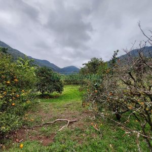 Chácara com 240000m², 4 dormitórios, no bairro Vila Cristina em Caxias do Sul para Comprar