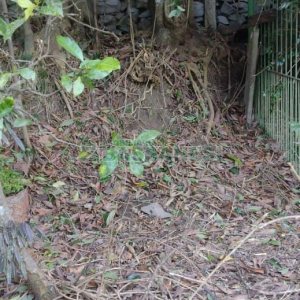 Casa com 242m², 3 dormitórios, 2 vagas, no bairro Forqueta em Caxias do Sul para Comprar