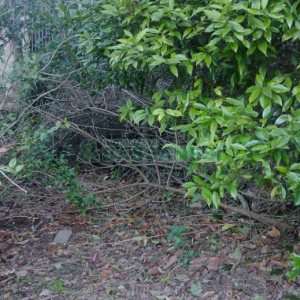 Casa com 242m², 3 dormitórios, 2 vagas, no bairro Forqueta em Caxias do Sul para Comprar