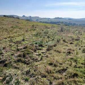 Chácara, no bairro Apanhador em Caxias do Sul para Comprar