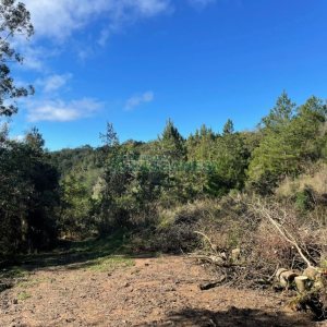 Chácara com 1200m², no bairro 3 Legua em Caxias do Sul para Comprar