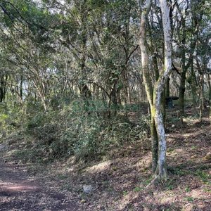 Chácara com 1200m², no bairro 3 Legua em Caxias do Sul para Comprar