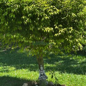 Chácara com 1600m², 3 dormitórios, no bairro 3 Legua em Caxias do Sul para Comprar