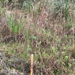 Terreno com 37387m², no bairro Sao Lucas em Caxias do Sul para Comprar