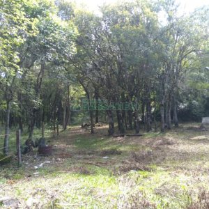 Chácara com 60m², 2 dormitórios, no bairro Criúva em Caxias do Sul para Comprar