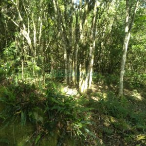 Chácara com 60m², 2 dormitórios, no bairro Criúva em Caxias do Sul para Comprar