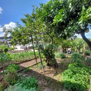 Casa com 143m², 5 dormitórios, no bairro São Ciro em Caxias do Sul para Comprar