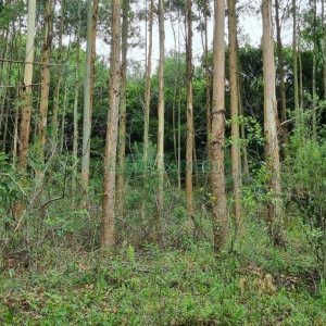 Terreno, no bairro São Giácomo em Caxias do Sul para Comprar