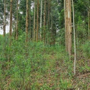 Terreno, no bairro São Giácomo em Caxias do Sul para Comprar
