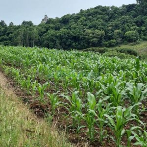 Terreno, no bairro São Giácomo em Caxias do Sul para Comprar
